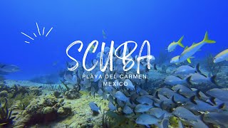 Scuba Diving Adventure in Playa del Carmen, Mexico 🌊🐠 | 2025 | 4K |