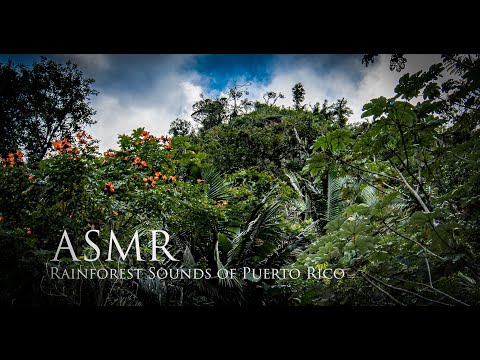 Sounds Of El Yunque Rainforest Asmr Sounds Of El Yunque Rainforest Asmr