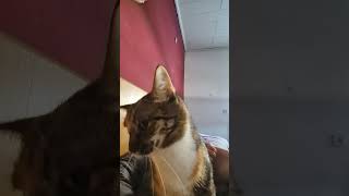 „Sanfte Morgenroutine: Mein Kätzchen erkundet die Welt“? #cat #short