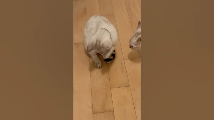 Video 4561871: bengal kitten meets, bengal grooming, bengalcat kitten