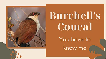 Burchell's Coucal facts π¦ species of cuckoo found in sub-Saharan Africa