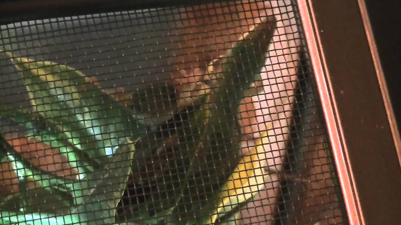 My Green Anole & Long Tailed Lizard 
