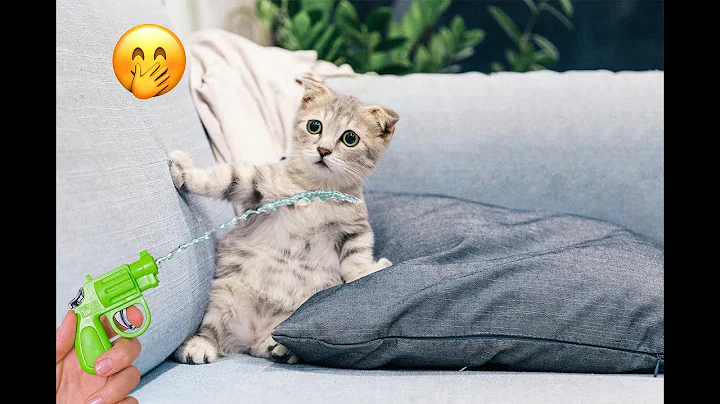 Video 2339651: funnycatvideos pets, funniest cutest pets, funniest animal pets, pets laugh animals, petted enjoying, funny cat, cute cat