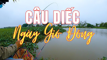 Câu Cá Diếc Ngày Gió Đông - Thử Thách Cực Khó
