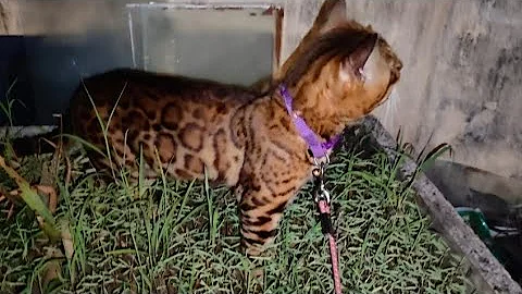 Watch the video about Bengal cat pair enjoying in garden #shorts #YouTube shorts #viral# motivation #trending