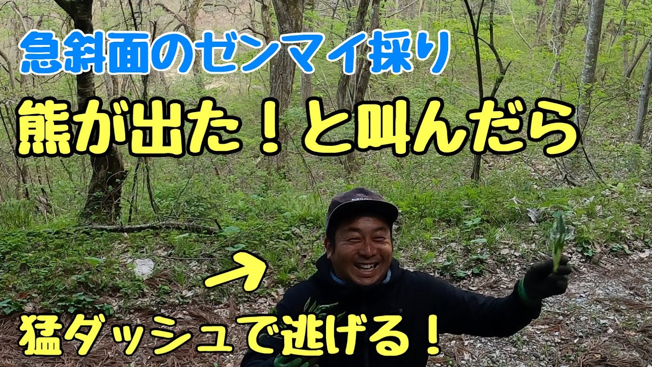 急斜面のゼンマイ採りで、熊が出たと叫んだら全員モーダッシュで逃げた