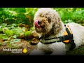 Truffle Hunting and Training Insights