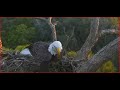 092621 nefl eagles gabbys wish bone stick with a samson stick bonus