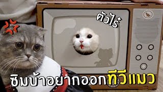 [ENG SUB] TV Cat Show