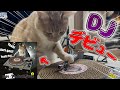 保護した猫にDJをさせようと思っただけなのに悲しくなりました…