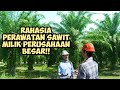 Rahasia perawatan sawit milik perusahaan besar vlog om tambah