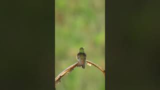 Kolibri si Burung Kecil yang Antik #bird