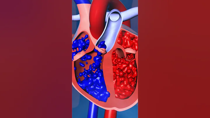 Human Heart Valves Function 💓 #short #heartfunction - DayDayNews