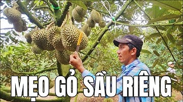 Mẹo gỏ trái sầu riêng phân biệt già hay non