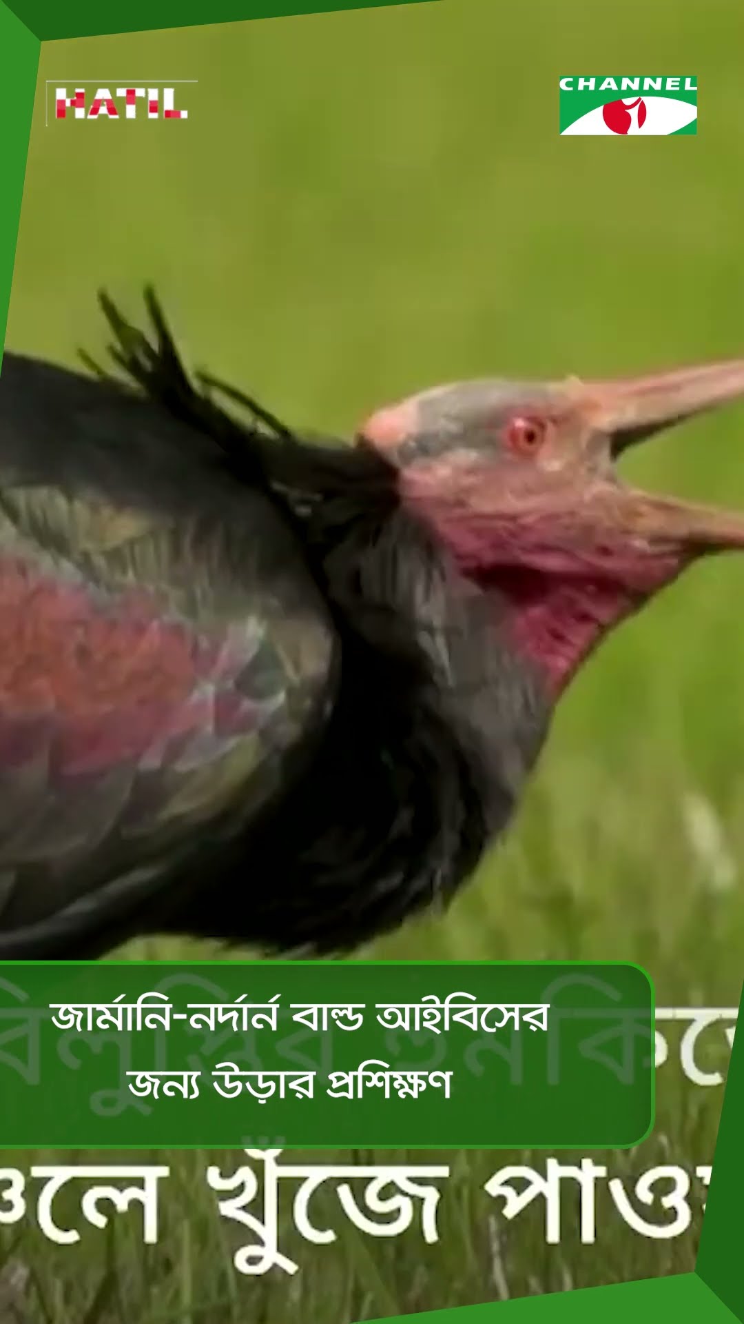 জার্মানি-নর্দার্ন বাল্ড আইবিসের জন্য উড়ার প্রশিক্ষণ|| Channel i News