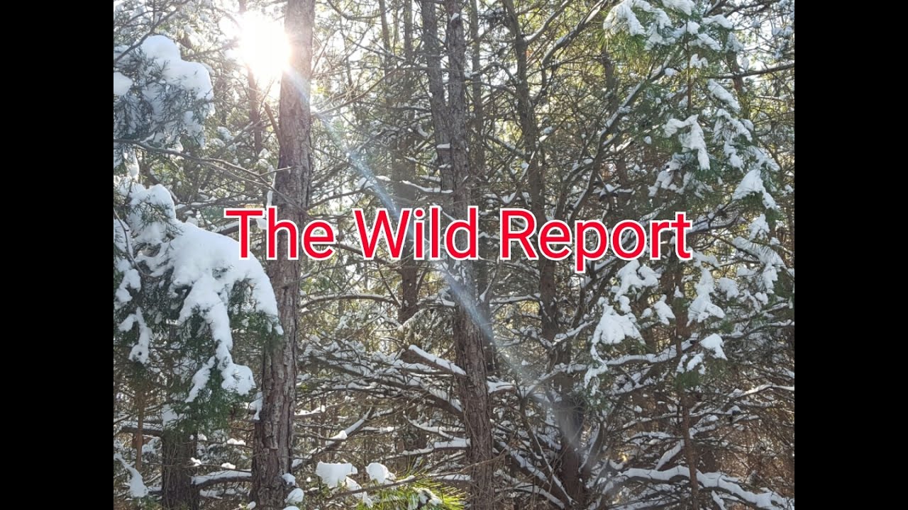 identify font by image The Wild Side of Winter Storm Helena