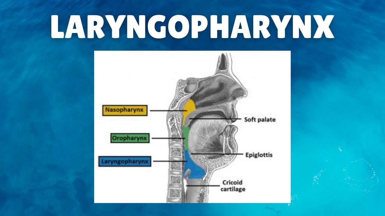 larynxcarcinoom vulometrie