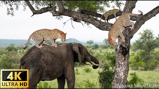 4K African Wildlife: Central Kalahari Game Reserve, Botswana With Real Sounds & Relaxing Nature 4K