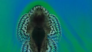 Hillstream Loaches Climbing Up A Glass Waterfall