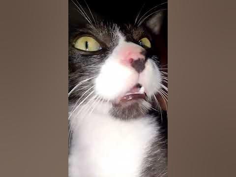 😹😺 - YouTube