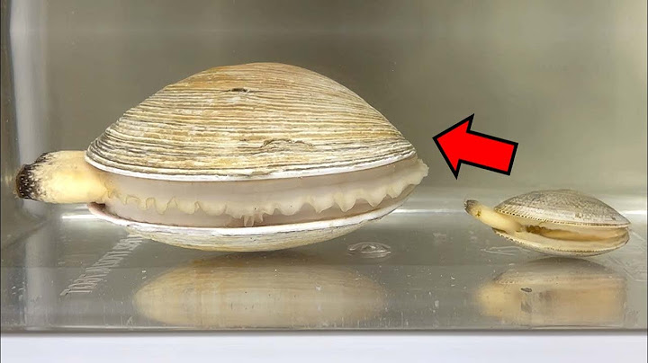 Where do seashells come from? - Clam Dissection