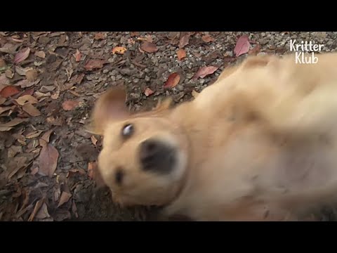 Видео: Причины, по которым собаки едят камни или гальку