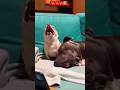 Funny Dog Laughing Until Friend Says “Quiet!” 😂🐶 #funny