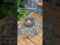 Dein alles Könner Trockenblumenkranz, den du vielseitig einsetzen kannst.