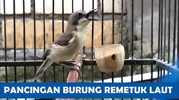 Suara Kicau Burung SIUR Remetuk Laut Jantan Nyiul Ngeroll GACOR AMPUH buat PIKAT masteran pancingan