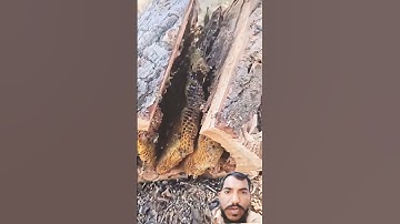 Al-ikhlas#egzonibrahimi #سورة_الإخلاص #viralvideo #quran #comment #like #share #ikhlas #fypviralシ