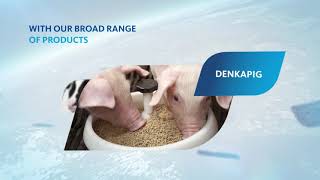 Calf Rearing With Denkamilk