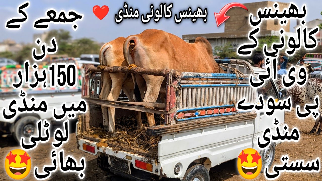 Bhains Colony Mandi Karachi Cattle Latest Rates Update Friday 16 May 2025 | Bakra Eid Season 2025