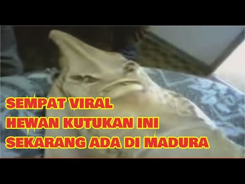 Sempat Viral Misteri Kutukan  Anak  Jadi  Ikan  Pari  