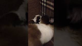 Play video: Clever cat