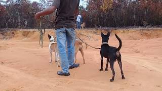 Download Lagu Buru babi, bakaja kaja ( badendang salaknyo ) MP3