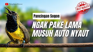 Gak Pake Lama!!! Pancingan Sogon Musuh Auto Nyaut Gacor #pancingansogon #sogonmania 