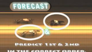 Marqua    SB    How to Bet on Greyhound Racing   Tote Betting Guide screenshot 4