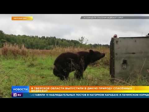 Спасенных медвежат выпустили в дикую природу в Тверской области