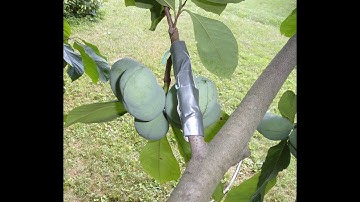 Pollinator Branches Grafted to Kentucky Champion Pawpaw