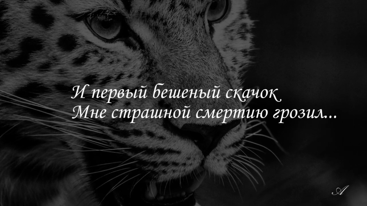 М.Ю. Лермонтов. Мцыри. Бой с барсом. Читает Сергей Бехтерев - YouTube