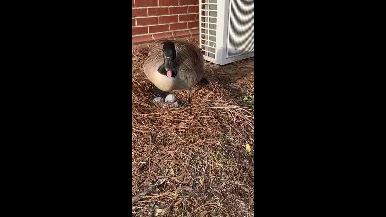 MALE GOOSE ATTACKS ME PROTECTING BIS WOMAN Shorts