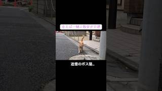 追憶のボス猫、輝いていた日々の記憶 #cat  #猫  #ねこ  #animal #cute #猫のいる暮らし #shorts