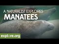 A Naturalist Explores: Manatees