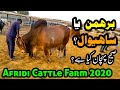 SAHIWAL Ya BRAHMAN? First Vlog of Afridi Cattle Farm Collection 2020