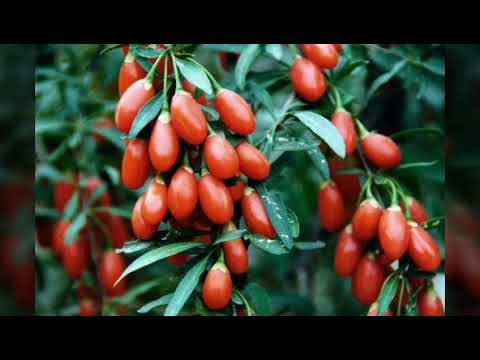 Video: Goji Berries - Që Jep Shëndet