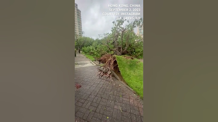WATCH: Trees uprooted by typhoon Saola in Hong Kong, China