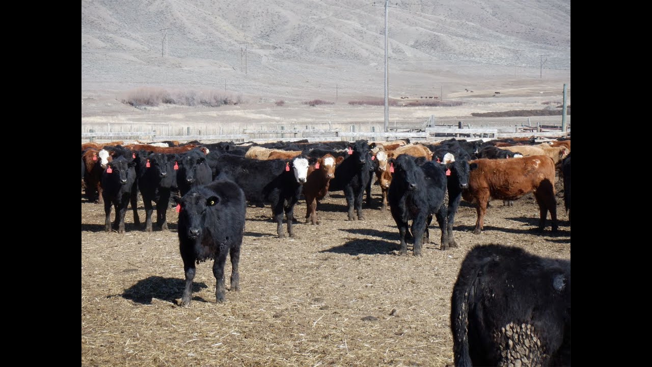 Semlin Valley Ranch 930# Spayed October Grass Heifers - YouTube