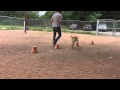 Scent Games with Cody Scent Games with Cody
