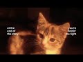 #catsoftiktok #catedit #goldenhourcat #aestheticcats #catlover #gorgeouscat #meow #sunlight #cozyvib