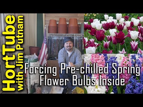 Video: Forcing Bulb Flowers: Tulips, Hyacinths